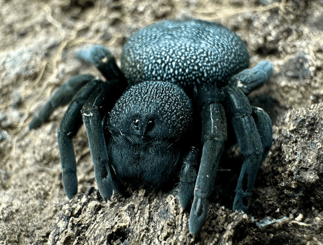 Hovedbilde ERESUS SANDALIATUS (0,5 CM)