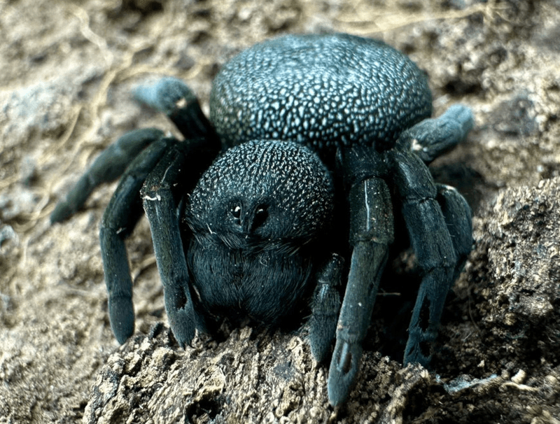 ERESUS SANDALIATUS (0,5 CM)