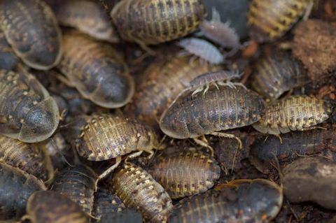 Hovedbilde Dubia kakelakker subadult 25stk ( MÅ HENTES)