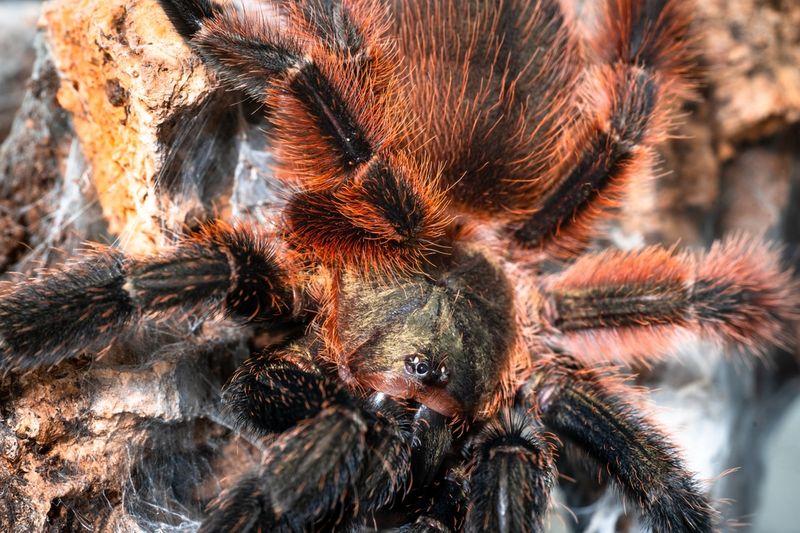 Psalmopoeus victorii Darth Maul Spider juvenil ca 2cm