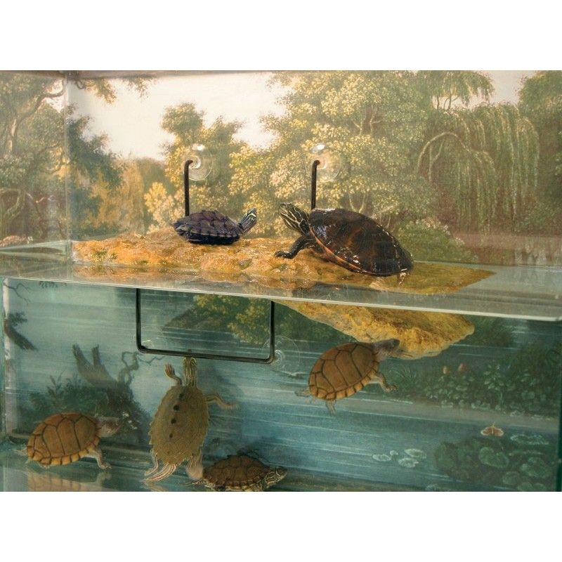 Zoomed Turtle Dock medium