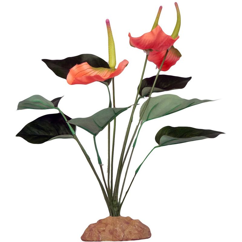 ANTHURIUM BUSH