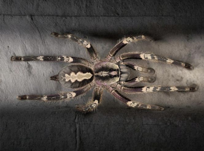 Hovedbilde POECILOTHERIA SMITHI (YELLOW-BACKED ORNAMENTAL) ...