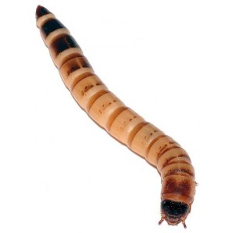 Hovedbilde Zophobas 250g/ MÅ HENTES