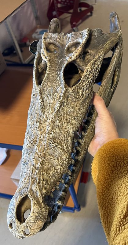 Repto deco Crocodile XXL