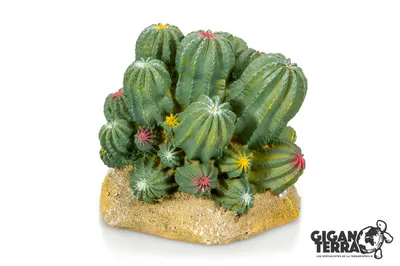 Hovedbilde Kaktus med fargerike blomster 12x10,5x11cm