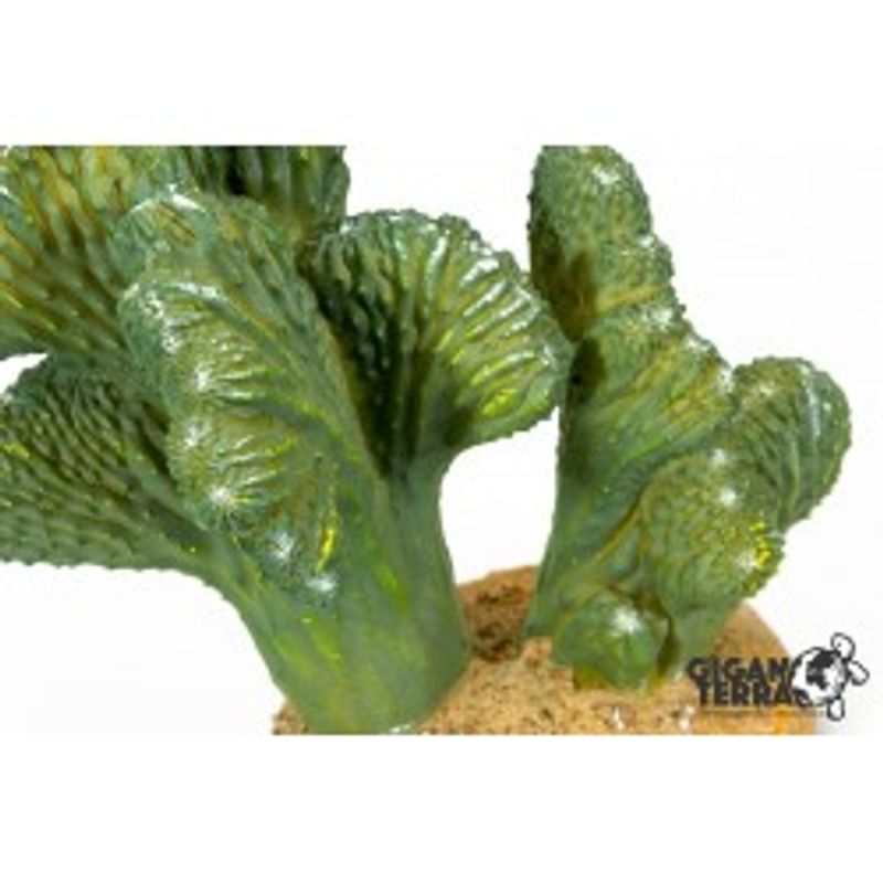 Cactus 00324- 13x11x18cm