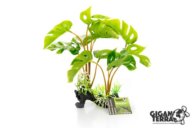Hovedbilde Philodendron Monstera 30cm 00233
