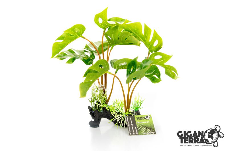 Philodendron Monstera 30cm 00233