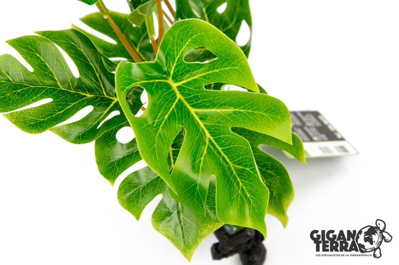 Philodendron Monstera 30cm 00233