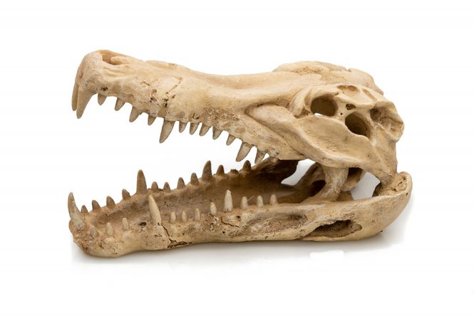 Hovedbilde Krokodille 22x10x13cm