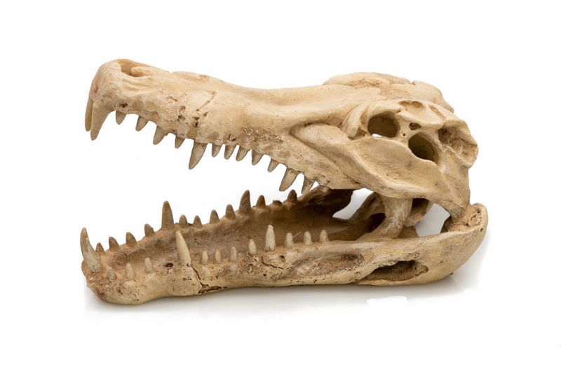Krokodille 22x10x13cm