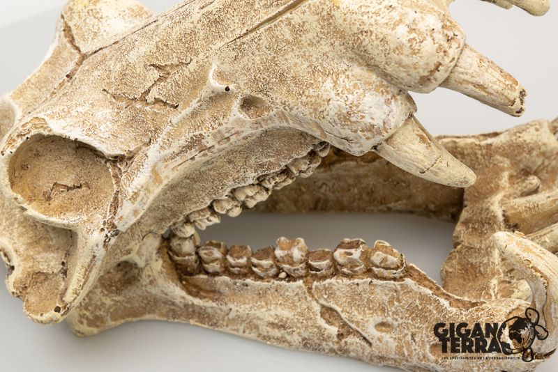 Sabeltanntiger 