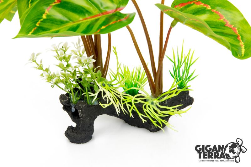 Marantha Leuconeura 30cm - 00230