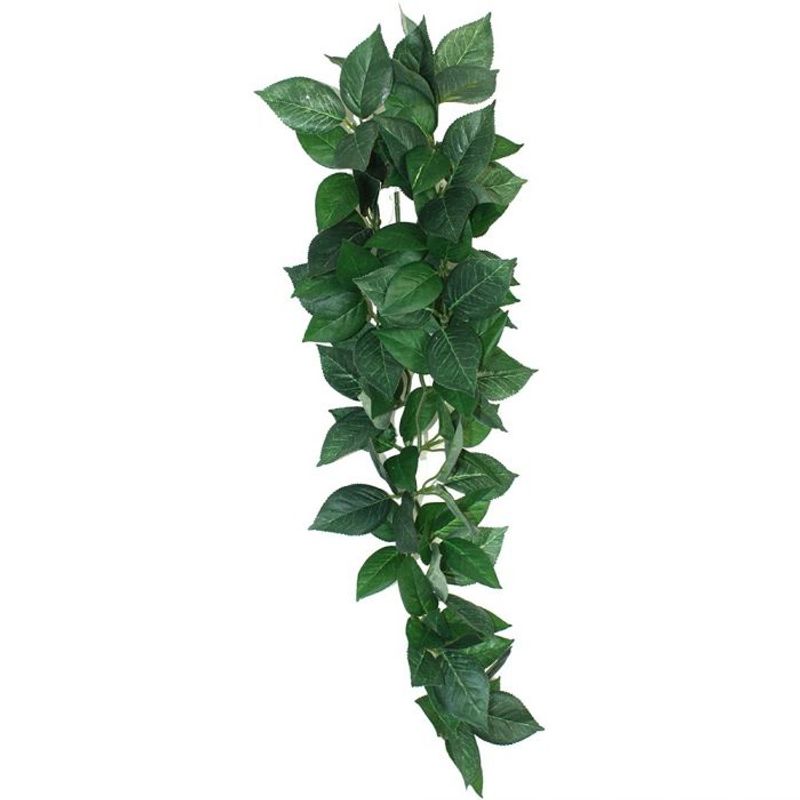 Komodo Sumatra hanging plant L