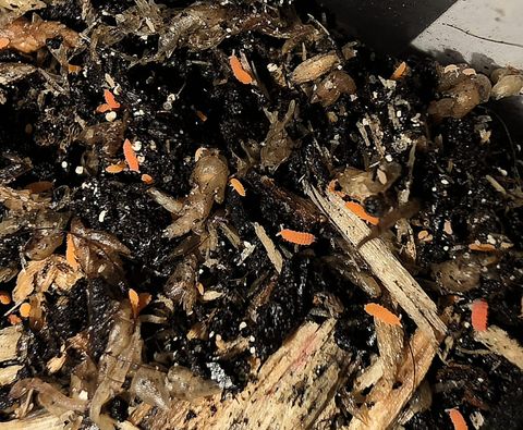 Hovedbilde Oransje spretthaler kultur