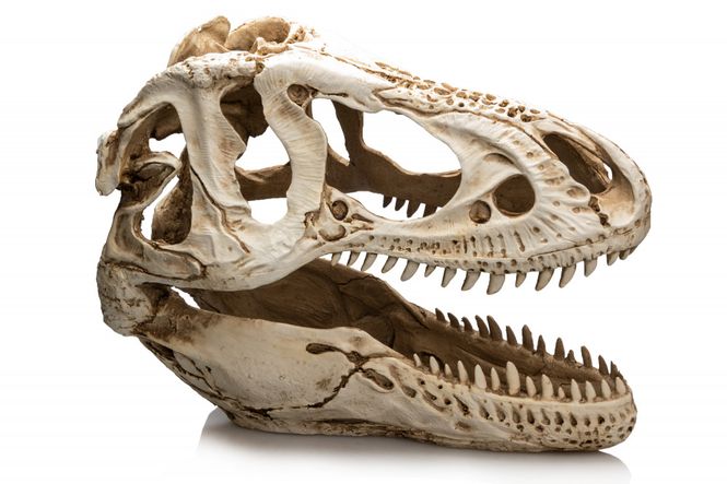 Hovedbilde Stor T-REX skalle 