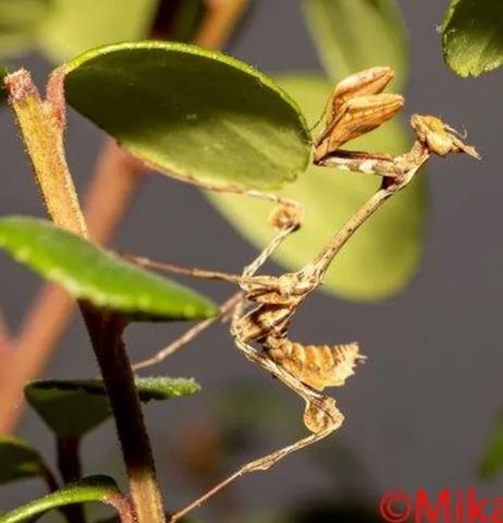 Hovedbilde Kneler Gongylus gongylodes M / m&aring; hentes
