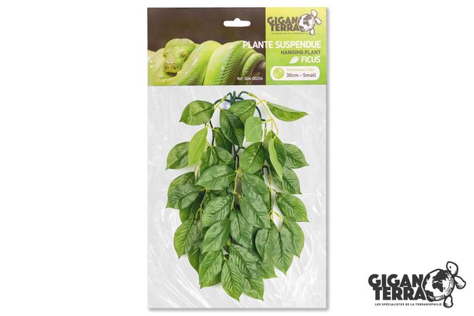Hovedbilde Gigan ficus 30cm