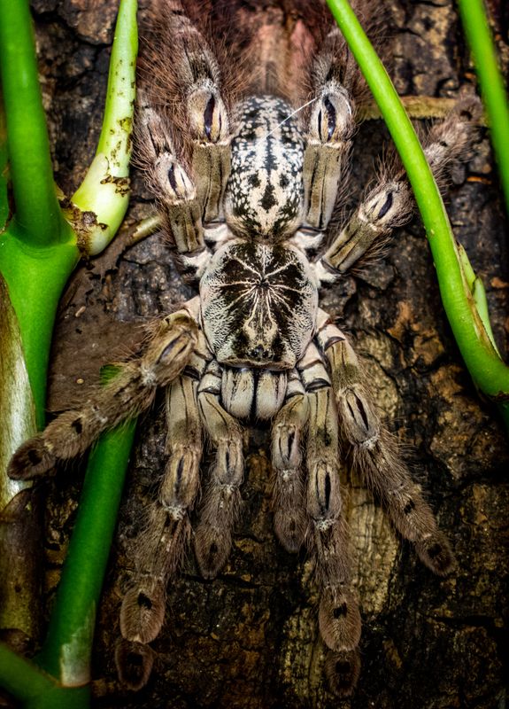Heteroscodra maculata / Togo Starburst Baboon Tarantula ukjønnet 3 cm