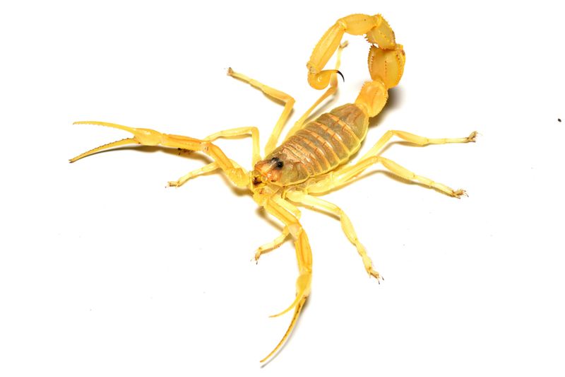 Apistobuthus pterygocercus (Shield-tailed Scorpion) MEGET SJELDEN