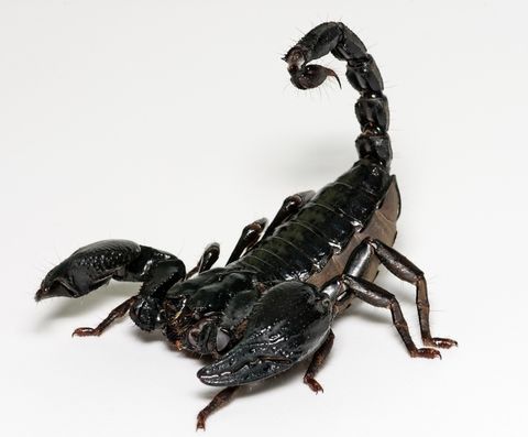 Hovedbilde Heterometrus petersii adult