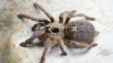 Hovedbilde Ceratogyrus brachycephalus Southern Horned Baboon ...
