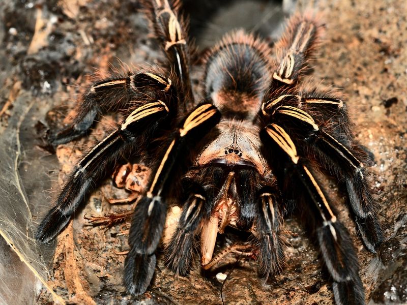 Ephebopus murinus SKELETON TARANTULA  sub adult hunn