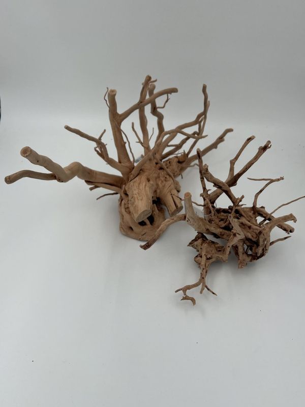 Desert root S 