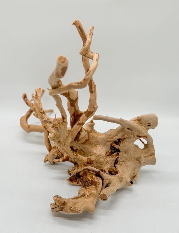 Desert root S 