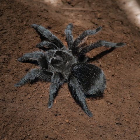 Hovedbilde Grammostola Pulchra  hann