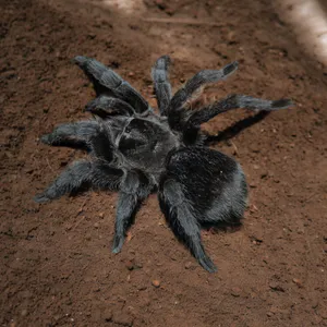 Bilde av Grammostola Pulchra  hann