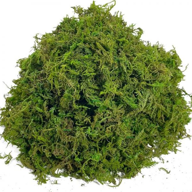 Hovedbilde Repto forest moss 100g