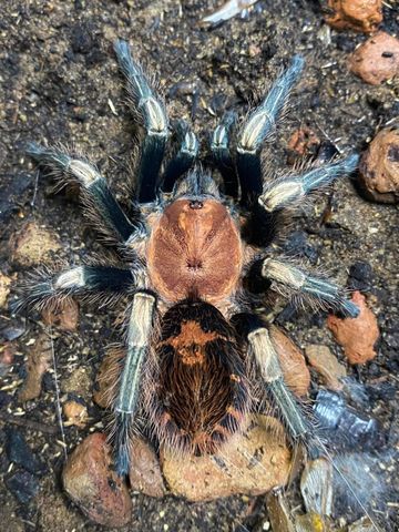 Hovedbilde Davus sp. Oaxaca ung hunn