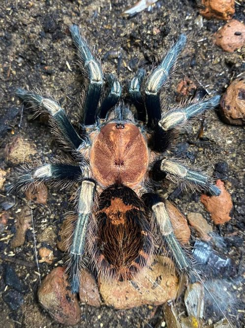 Hovedbilde Davus sp. Oaxaca 0.1 sub adult