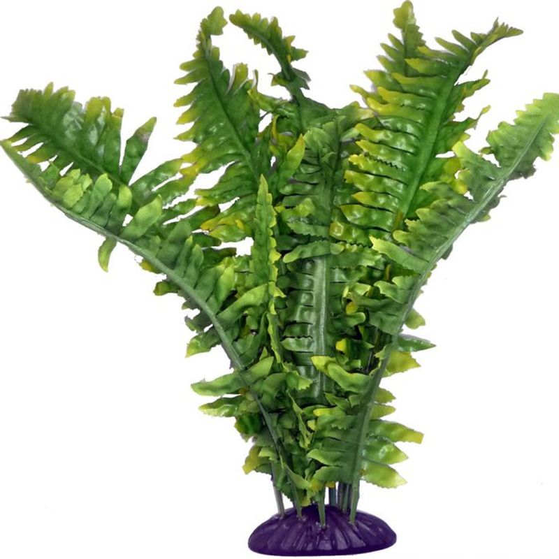 Boston fern 25cm