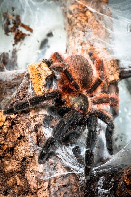 Hovedbilde Psalmopoeus victorii Darth Maul Spider juvenil ca ...