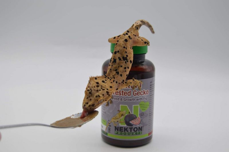 Nekton crested gecko breed & growth fig 1300g