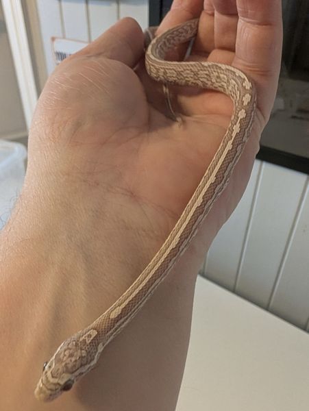 Kornsnok Ultramel Anery, Tessera 2025