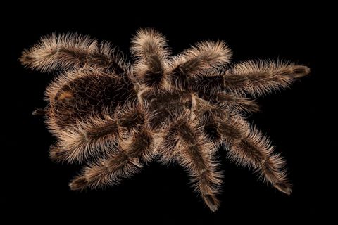Hovedbilde Tlitocatl albopilosum / Curly hair Hunn sub adult