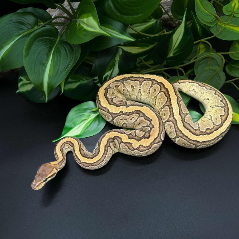Kongepyton Mojave Pinstripe hann