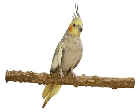 Hovedbilde Pepperperch 40cm x 3.5cm