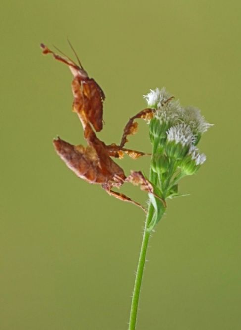 Hovedbilde Spøkelsesmantis (Phyllocrania paradoxa) 