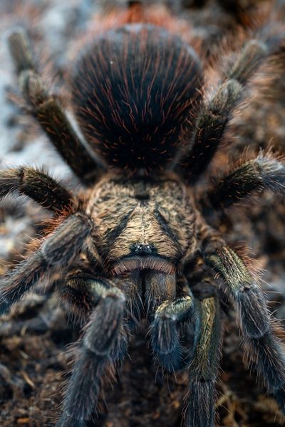 Phormictopus auratus Ung  voksen hunn 