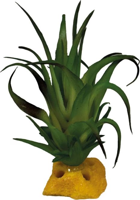 Hovedbilde REPTO PLANT TILLANDSIA