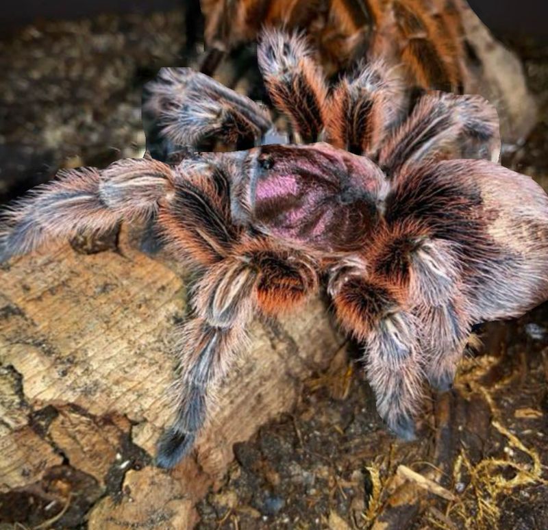Grammostola Rosea 3-4cm ukjønnet