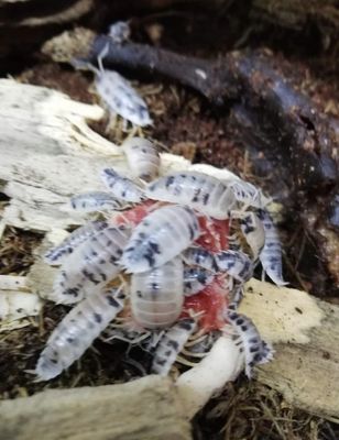 Hovedbilde Porcellio laevis dairy cow 10stk / MÅ HENTES