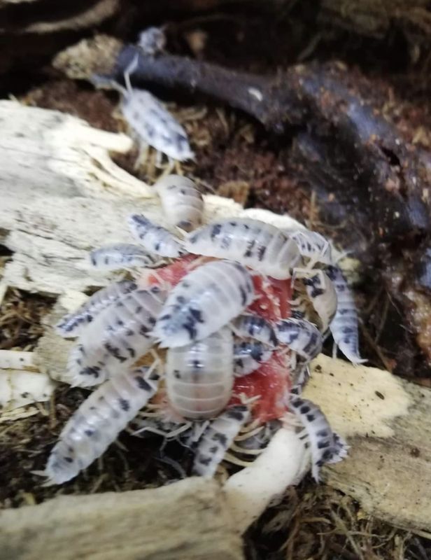 Porcellio laevis dairy cow 10stk / MÅ HENTES