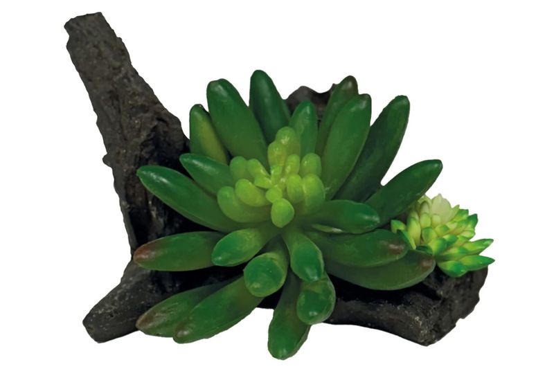 REPTO PLANT SUCCULENT ON DECO