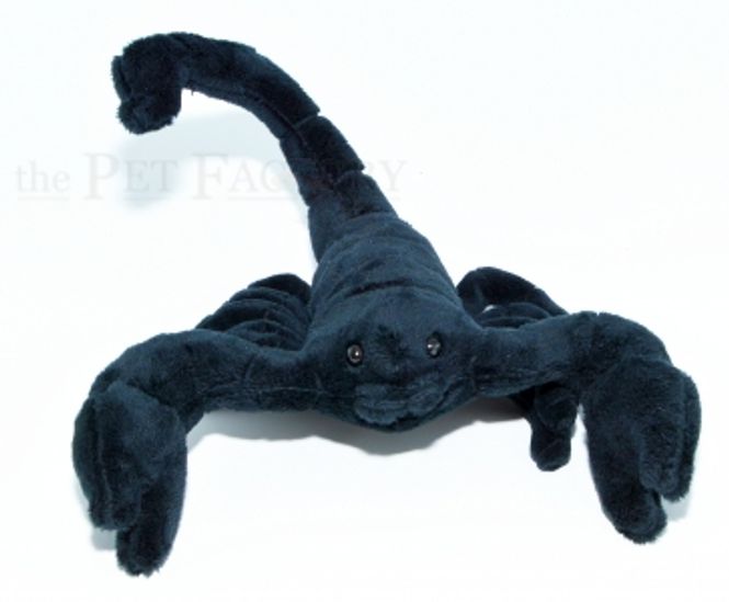 Hovedbilde Skorpion